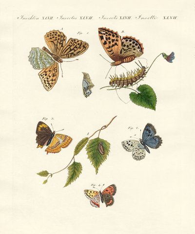 Hermosas mariposas alemanas de German School