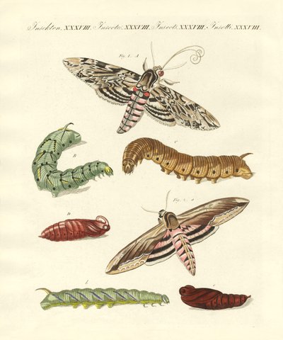 Hermosas mariposas alemanas de German School