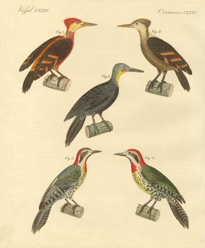 Pájaro carpintero hermoso y extranjero de German School