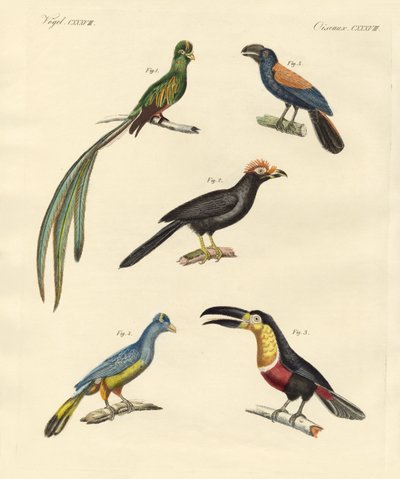 Aves trepadoras hermosas y nuevas de German School