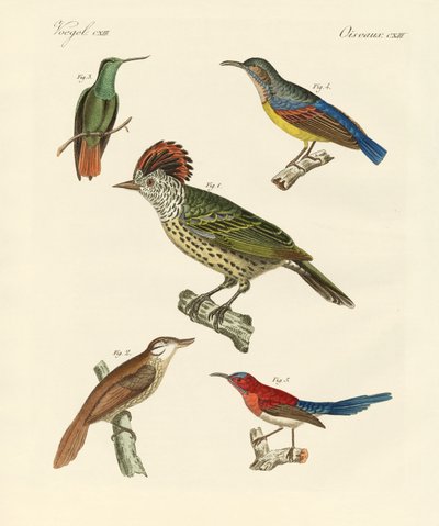 Aves hermosas y extrañas de German School