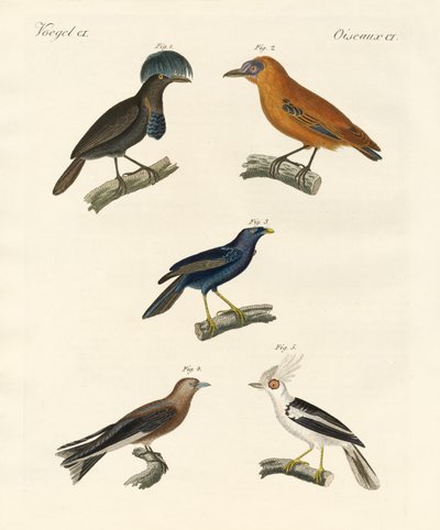 Hermosas aves de German School