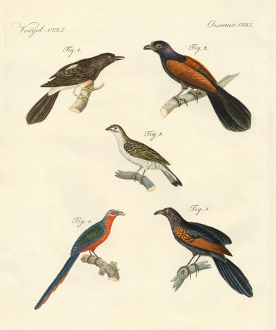 Hermosas aves trepadoras de German School
