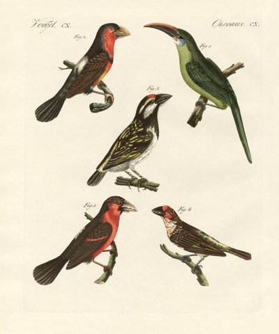 Hermosas aves trepadoras de German School