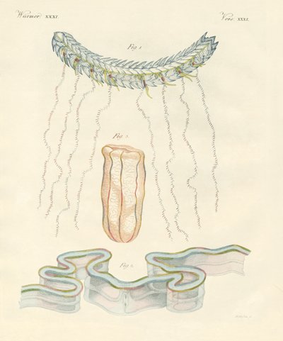 Hermosas medusas peine de German School