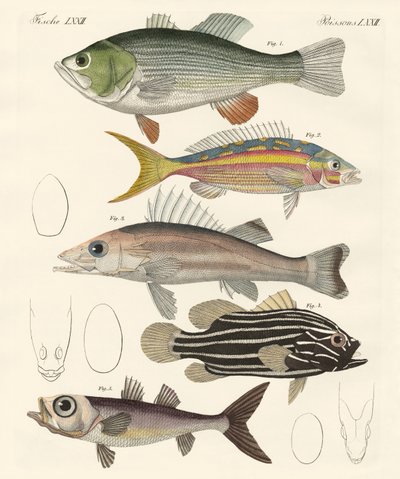 Hermosos peces de German School