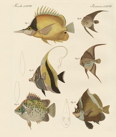 Hermosos peces de German School