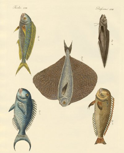 Peces hermosos de German School