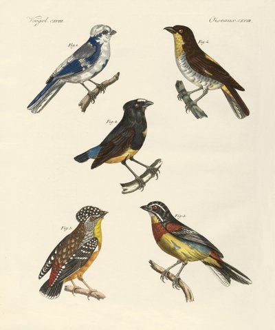 Aves extranjeras hermosas de German School