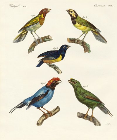Aves extranjeras hermosas de German School
