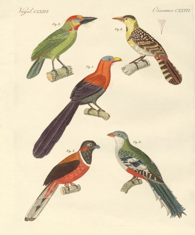 Aves extranjeras hermosas de German School