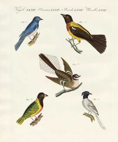 Hermosas aves extranjeras de German School