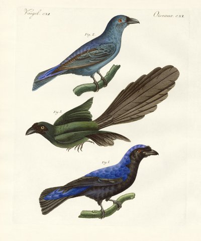 Aves extranjeras hermosas de German School