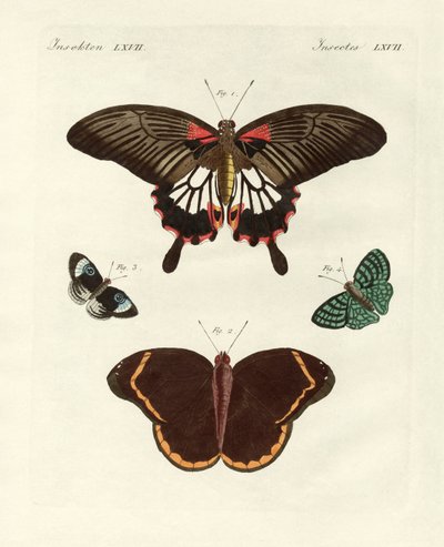 Hermosas mariposas extranjeras (grabado coloreado) de German School