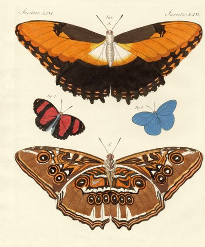 Hermosas mariposas extranjeras de German School