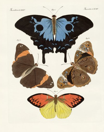 Hermosas mariposas extranjeras de German School