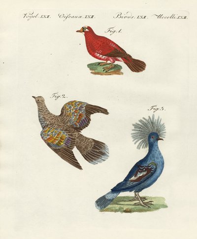 Hermosos, extranjeros palomas de German School