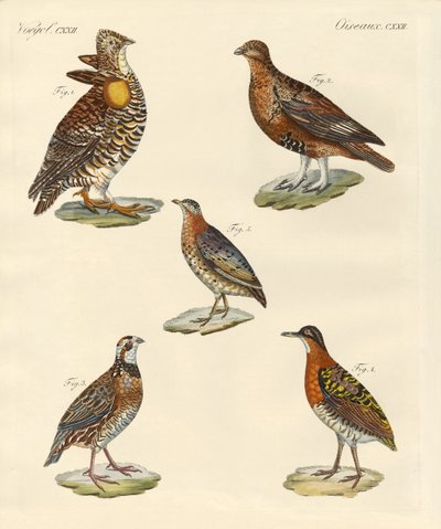 Hermosas aves similares a gallinas de German School