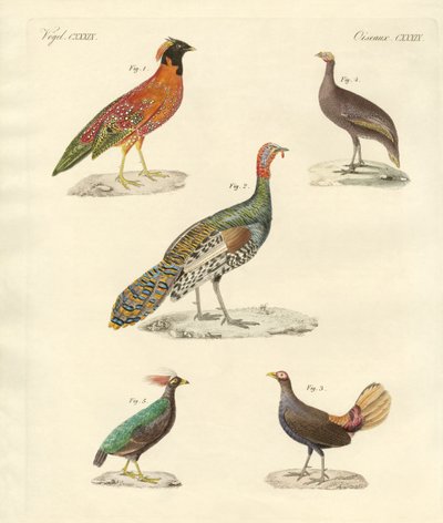 Hermosas aves parecidas a gallinas de German School
