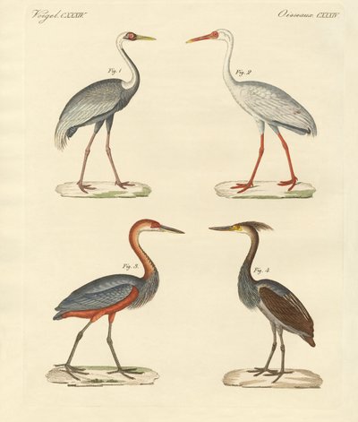 Aves de pantano hermosas de German School