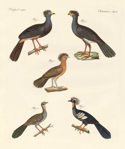 Hermosas aves nuevas de German School