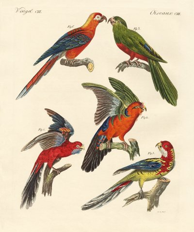 Hermosos loros de German School