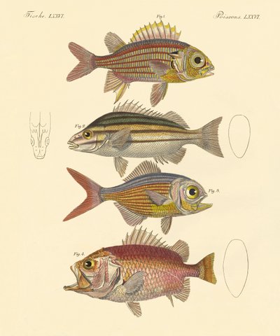 Hermosos peces tipo lubina de German School