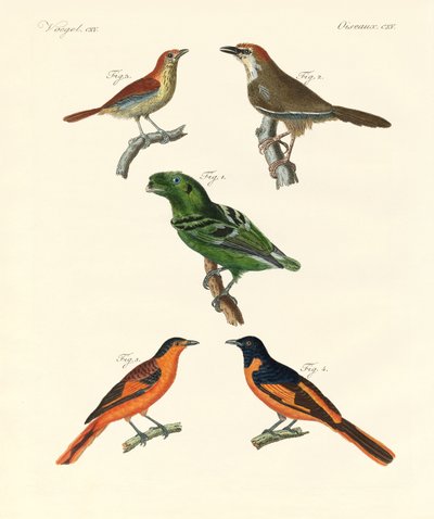 Aves extranjeras hermosas y extrañas de German School