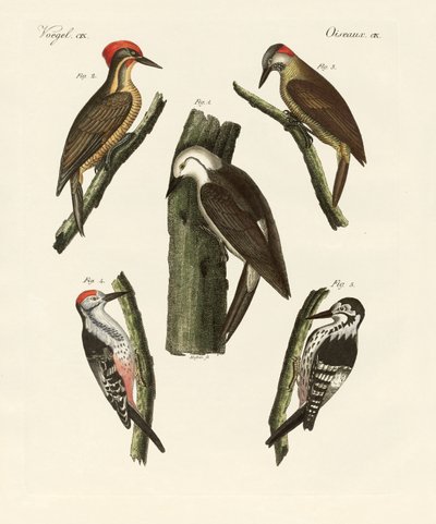 Hermosos pájaros carpinteros de German School