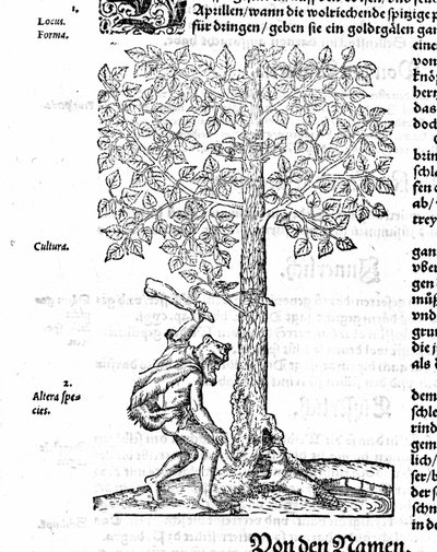 Caza de castores - en “De stirpium” de Hieronimus Bock. 1572 de German School
