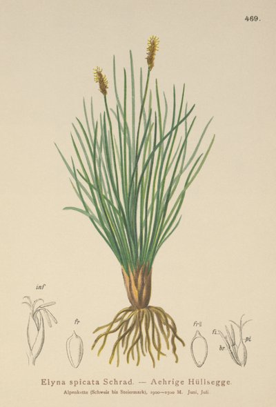 Juncia de Pantano de Bellardi (Kobresia myosuroides, Elyna myosuroides, Kobresia bellardii, Elyna bellardii, Elyna scirpina, Elyna spicata) de German School