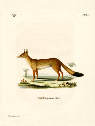 Zorro Bengalí de German School