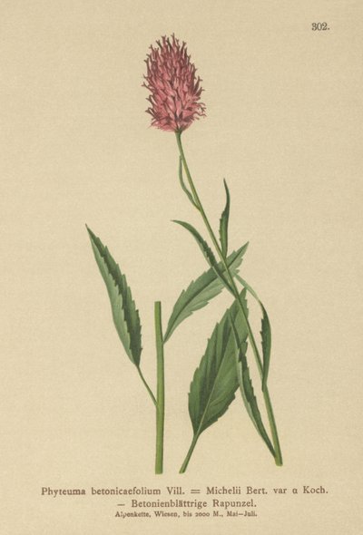 Rampion de hojas de betónica (Phyteuma betonicaefolium) de German School
