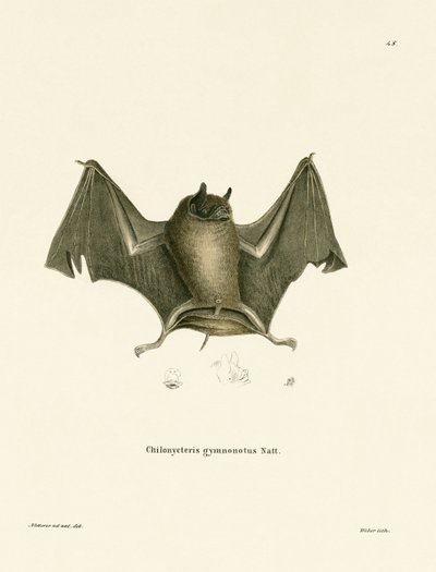 Murciélago Grande de Espalda Desnuda de German School