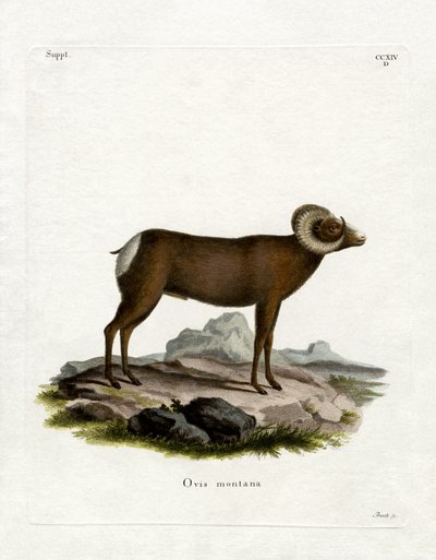Carnero de las Rocosas de German School