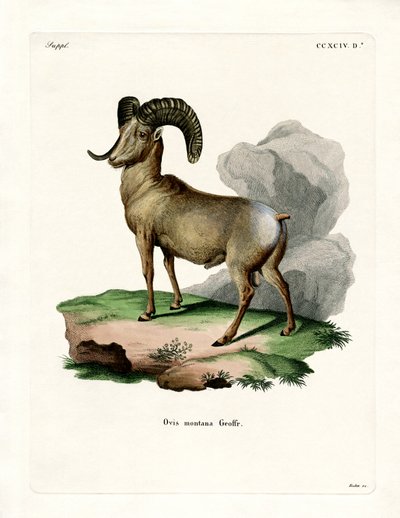 Carnero de las Rocosas de German School