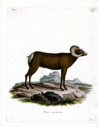 Oveja Bighorn de German School
