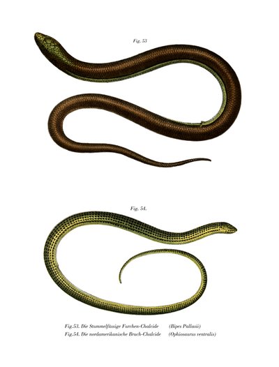 Bipes Pallasii de German School