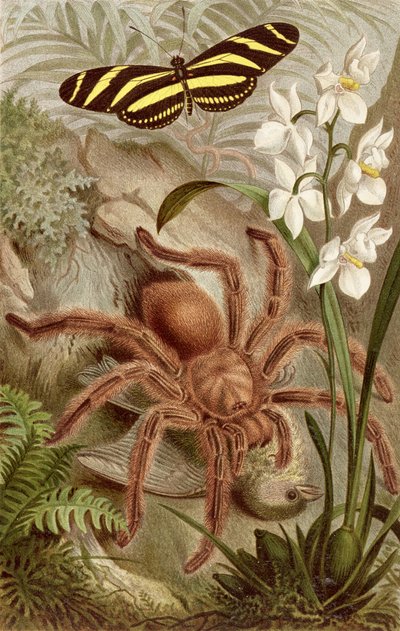 Araña pájaro, lámina de Brehms Tierleben: Allgemeine Kunde des Tierreichs, vol. 9, p.698, publicado por Bibliographisches Institut, 1892 de German School