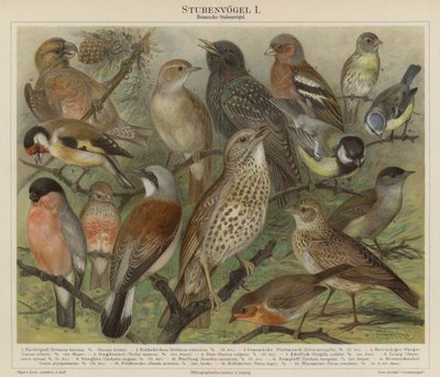 Aves de German School