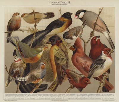 Aves de German School