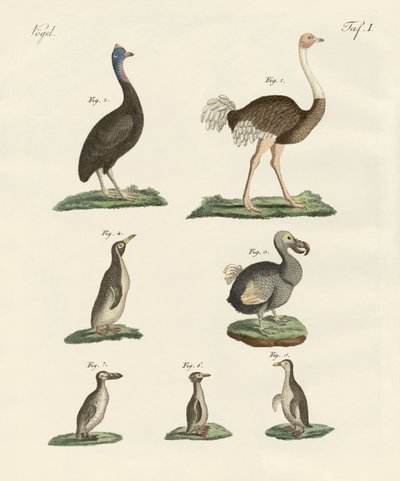 Aves de German School