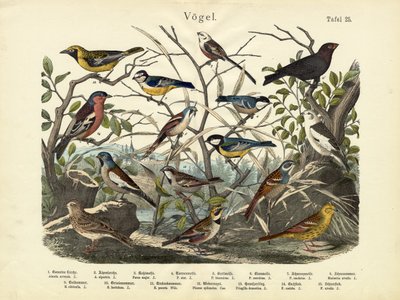 Aves, c.1860 de German School