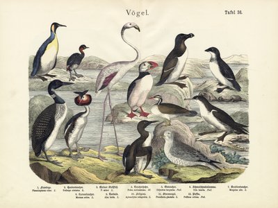 Aves, c.1860 de German School