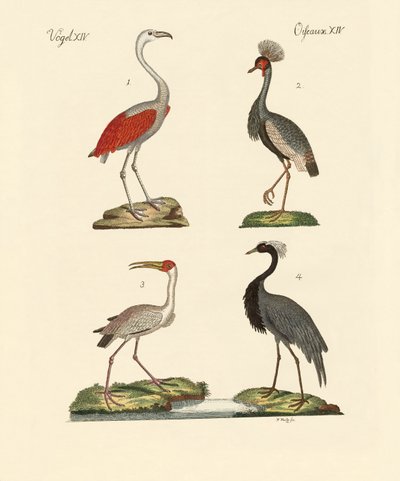 Aves de países cálidos de German School