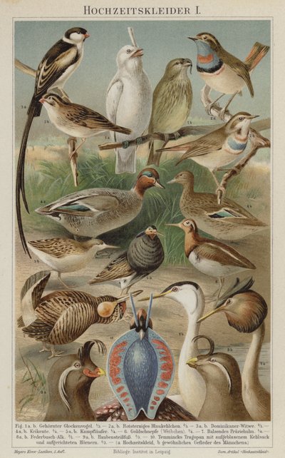 Aves en plumaje nupcial de German School