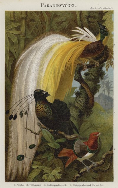 Aves del paraíso de German School