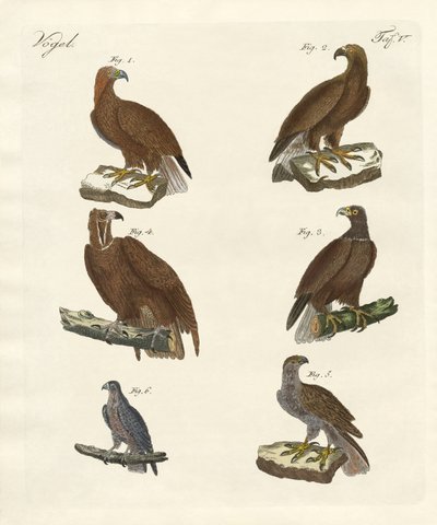 Aves de presa de German School