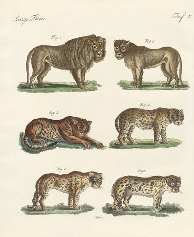 Animales mordedores de German School