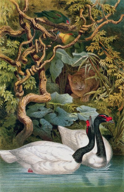 Cisne de cuello negro, lámina de Brehms Tierleben: Allgemeine Kunde des Tierreichs, vol.6, p.598, publicado por Bibliographisches Institut, 1892 de German School